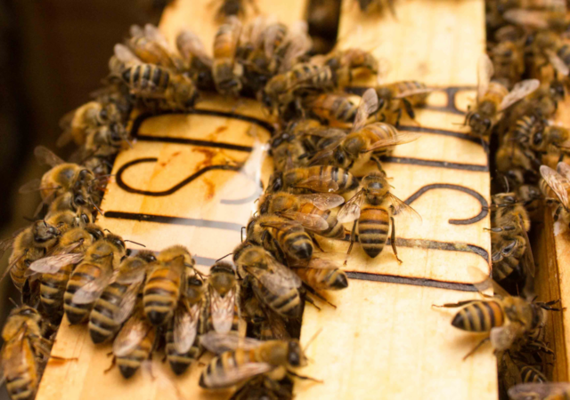 世界上第一个疫苗拯救蜜蜂从美国农业部批准的致命疾病