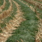 天然肥料的回归:生产者一个性价比不错的备用方案