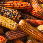 墨西哥提出的禁止转基因玉米火花北美贸易动荡