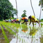 革新农业:赋予女性如何促进全球粮食安全和GDP